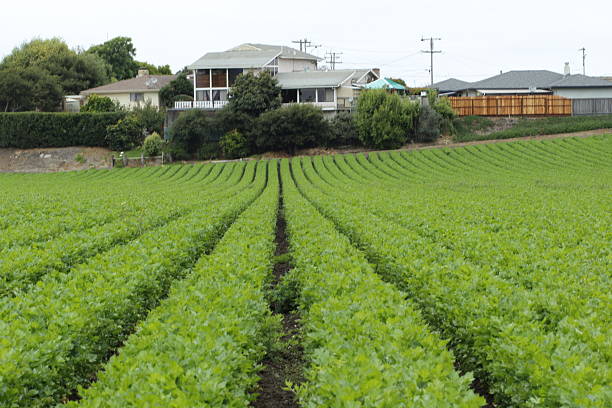 istock ITALIAN PARSLEY FARM 588619588