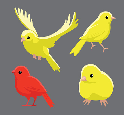 Bird Poses Domestic Canary Vector Illustration