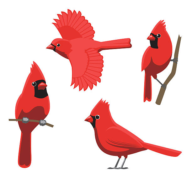 illustrazioni stock, clip art, cartoni animati e icone di tendenza di illustrazione vettoriale cardinale settentrionale di bird poses - cardinale uccello