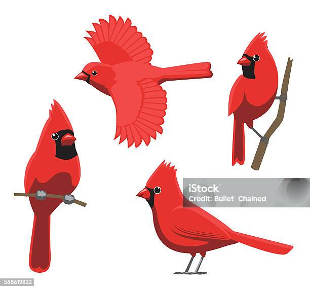 Bird Poses Northern Cardinal Vector Illustration Stock Illustration - Download Image Now - Cardinal - Bird, Bird, Red