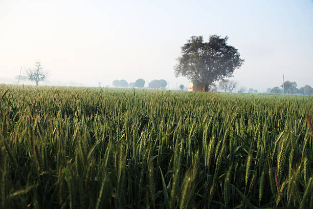 зеленое пшеничное поле - wheat winter wheat cereal plant spiked стоковые фото и изображения