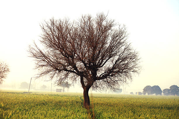 árbol desnudo en el trigo - wheat winter wheat cereal plant spiked fotografías e imágenes de stock