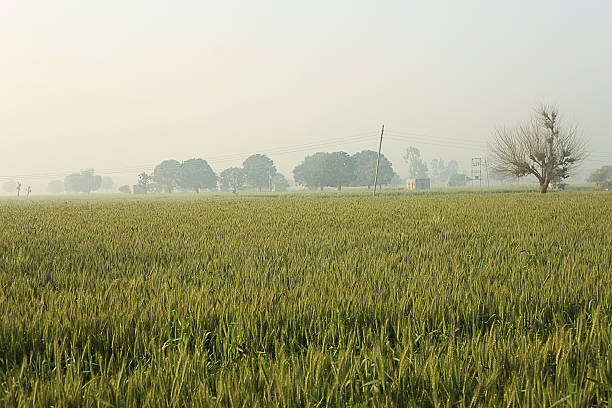 campo de trigo verde  - wheat winter wheat cereal plant spiked fotografías e imágenes de stock