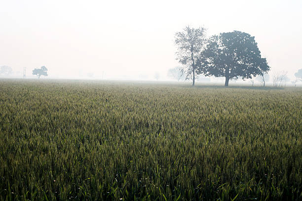 зимние пшеница - wheat winter wheat cereal plant spiked стоковые фото и изображения