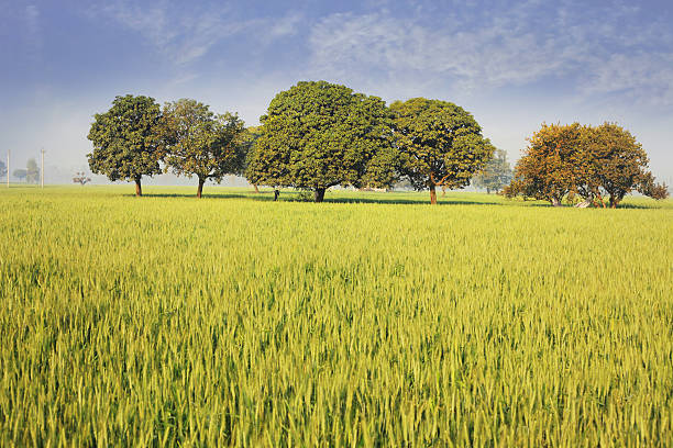 nubes sobre el trigo - wheat winter wheat cereal plant spiked fotografías e imágenes de stock