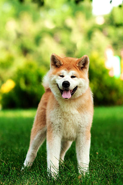 istock Young beautiful akita inu dog outdoors on summer day 588622814