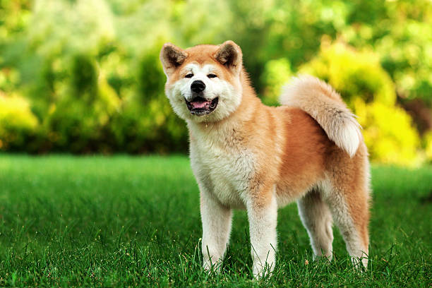 young beautiful akita inu dog outdoors on summer day - standing puppy cute animal imagens e fotografias de stock