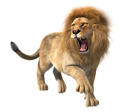 3d CG illustration of roaring lion isolated on white background