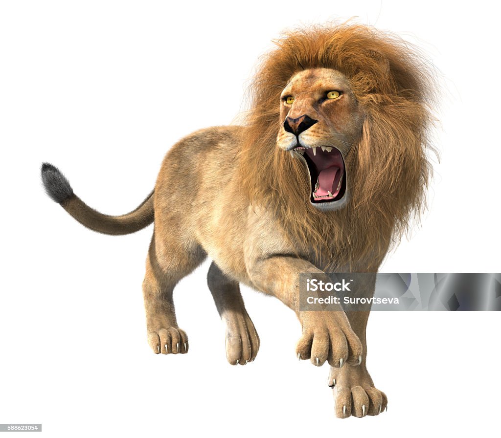 Lion Roaring Isolated Stock Photo - Download Image Now - Lion ...