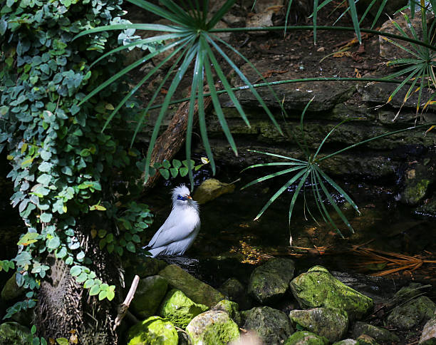 istock Bali Starling Mynah White Bird Bathing 588623286