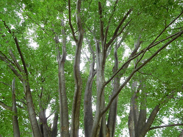 istock The much forked tree in the cloudy morning 588623580