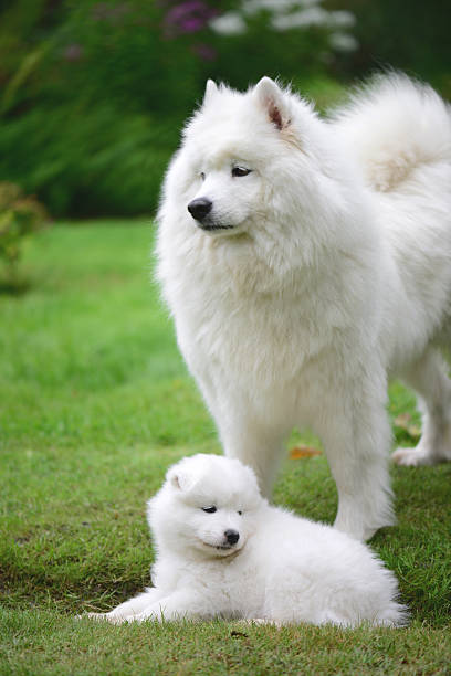 istock Samoyed dog on the lawn with her puppies 588623582