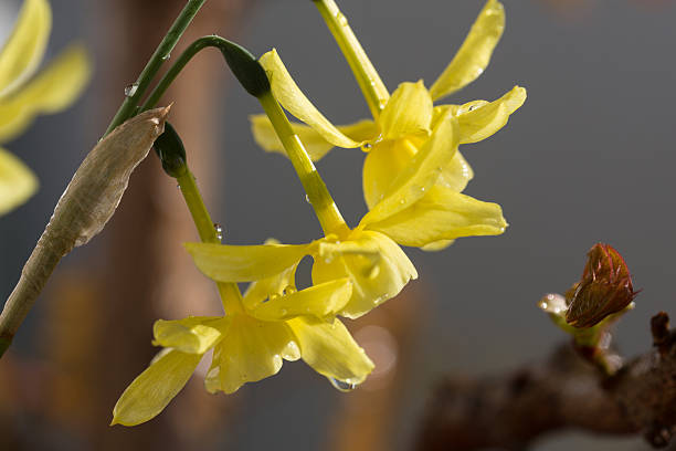 Close up of three daffodil heads in in bloom stock photo