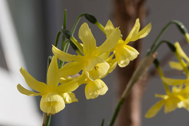 Clump of daffodils against an uncluttered natural background stock photo