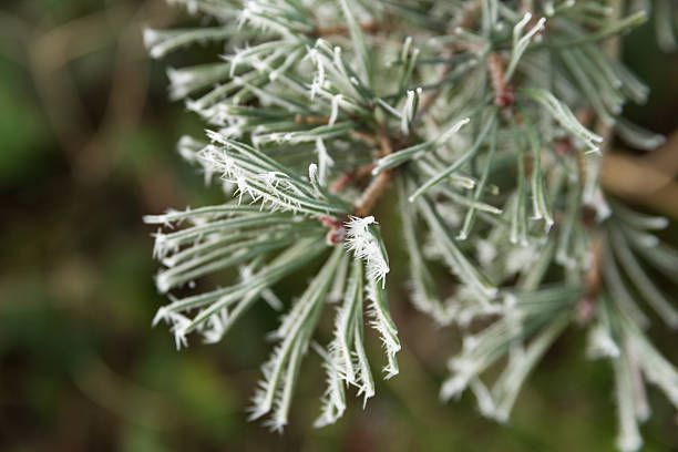 Clump of pine needles covered in frost stock photo