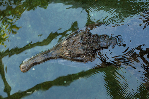 False gharial (Tomistoma schlegelii), also known as the tomistoma. Wild life animal.