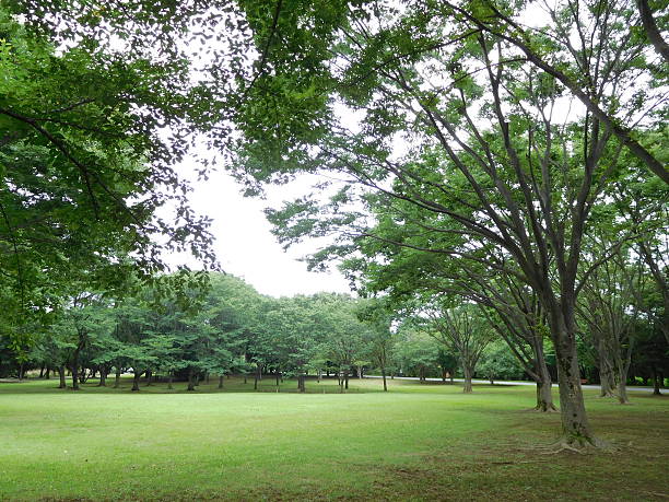 istock The green fields in the forest park 588624598