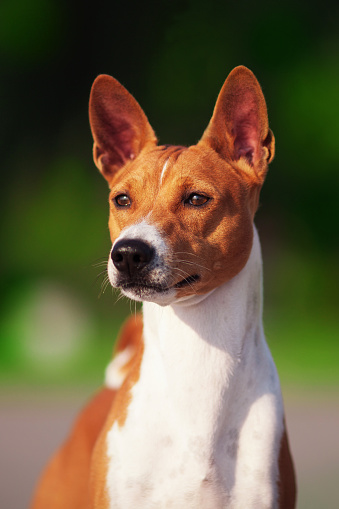 Vertical portrait of one dog of basenji breed with short hair of red and white color, standing outside with green background on summer.