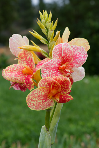 The yellow-red spotted flower of canna hybrid