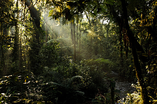 Bosque impenetrable de Bwindi photo