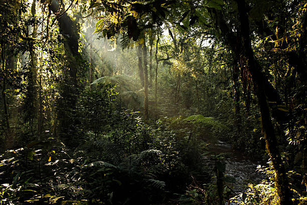 Bwindi Impenetrable Forest stock photo