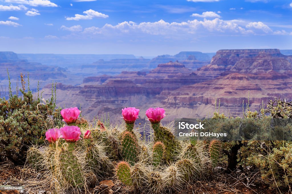 Prickly Pear Cactus Blooms on the Grand Canyon Rim. Perched at the very edge of the Grand Canyon's sheer cliff wall, a prickly pear cactus proudly displays its vivid pink blossoms. Cactus Stock Photo