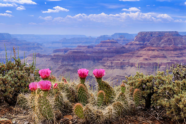 Prickly Pear Cactus Blooms on the Grand Canyon Rim. Perched at the very edge of the Grand Canyon's sheer cliff wall, a prickly pear cactus proudly displays its vivid pink blossoms. flower head stock pictures, royalty-free photos & images