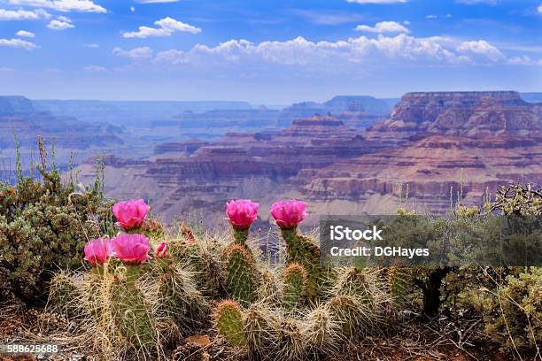 Prickly Pear Cactus Blooms On The Grand Canyon Rim Stock Photo - Download Image Now