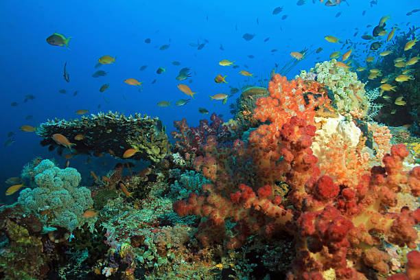 istock Raja Ampat Coral Reef 588625980