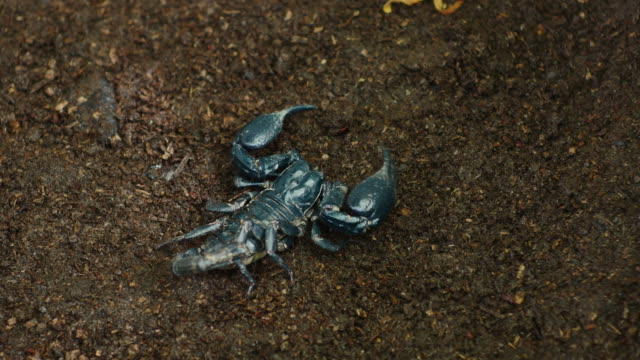 Scorpion moving on ground.