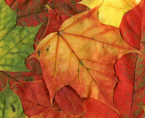 istock Natural background - Autumn maple leaf with vibrant colors 588953926