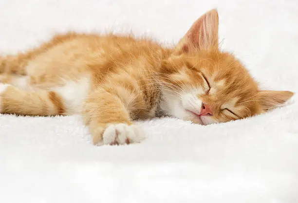 Photo of ginger tabby kitten sleeping on a fluffy blanket