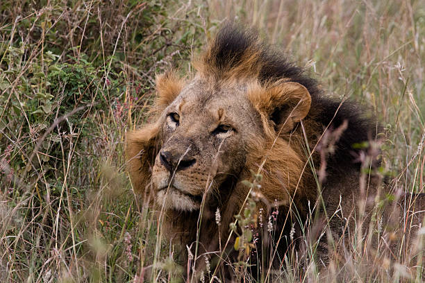 istock Lion slinks throught the grass 588954464