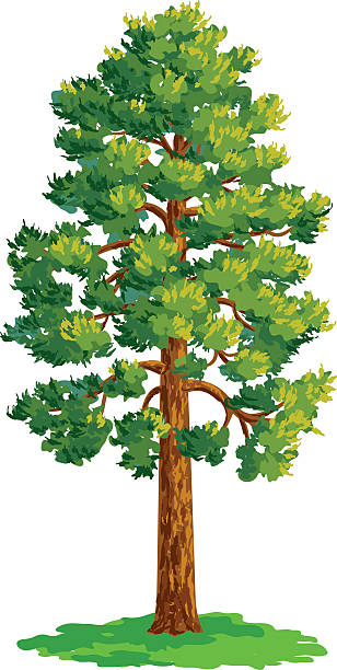 Vector drawing of pine tree vector art illustration