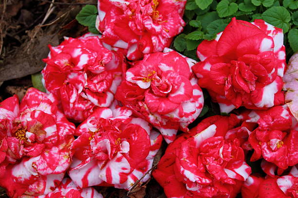 kamelia pęczek - camellia day nobody single flower zdjęcia i obrazy z banku zdjęć