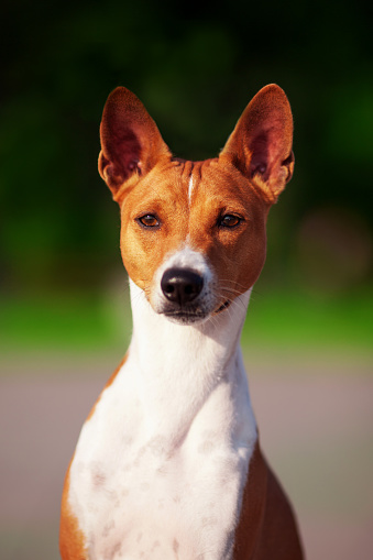 Vertical portrait of one dog of basenji breed with short hair of red and white color, sitting outside with green background on summer.