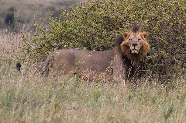 istock Lion stands in front of bush 588955380