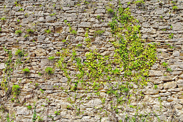 Horizontal composition color photography of full frame rustic old heaped stone wall, rock material, man made structure taken in France (Europe). Background with some creeper and climbing plant and a green ivy plant by sunny summer day.