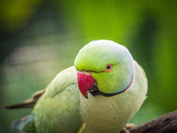 Ringneck Parakeet Ringneck Parakeet richie mccaw stock pictures, royalty-free photos & images