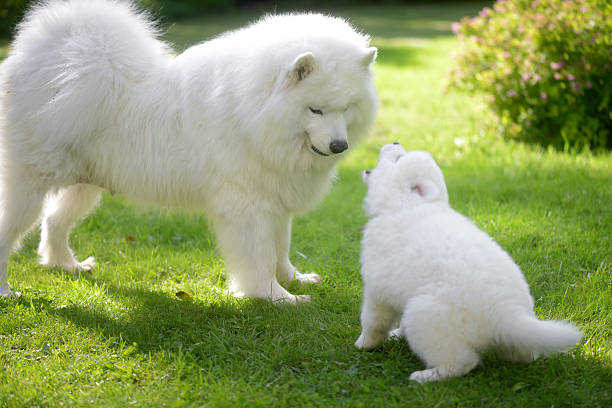 istock Samoyed dog on the lawn with her puppies 588957150