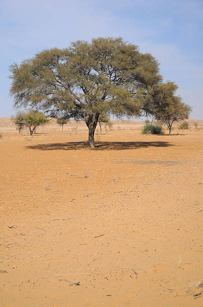 istock Beautiful big tree in Thar Desert, Rajasthan, India 588958336