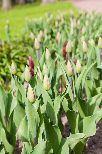 istock Spring flowers on the lawn 588958818