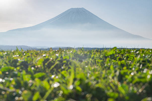 istock Mount Fuji From low angle view in Fumoto 588959030