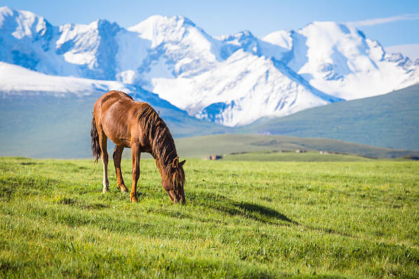 istock Horses under the snow mountain. 588959400