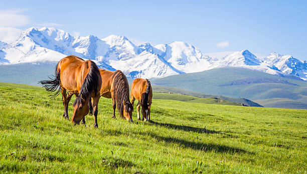 istock Horses under the snow mountain. 588959554