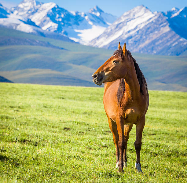 istock Horses under the snow mountain. 588959662