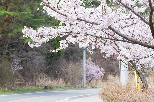 istock Beautiful cherry blossom sakura in Japan 588959940