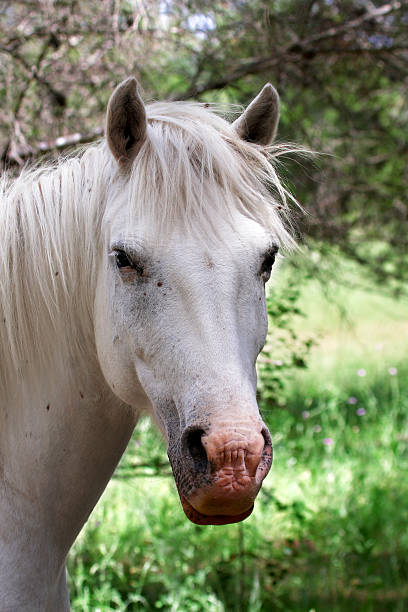 istock Portrait of a horse 588960244