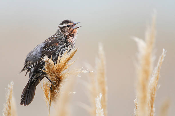 istock Red-winged blackbird (Agelaius phoeniceus) singing, Bombay Hook NWR, Delaware, USA 588961366