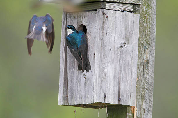 istock Tree swallow (Tachycineta bicolor), Bombay Hook NWR, Delaware, USA 588961554